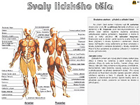 Svaly lidského těla - 536kB (ZIP)