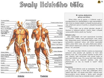 Svaly lidského těla