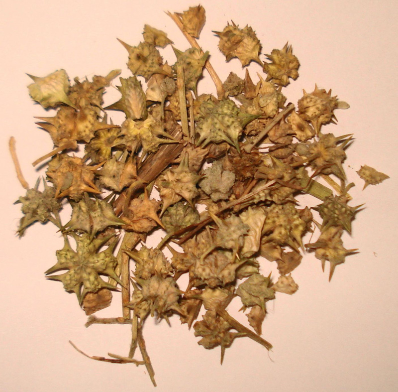 Tribulus terrestris (Kotvičník zemní) - sušená nať a plody